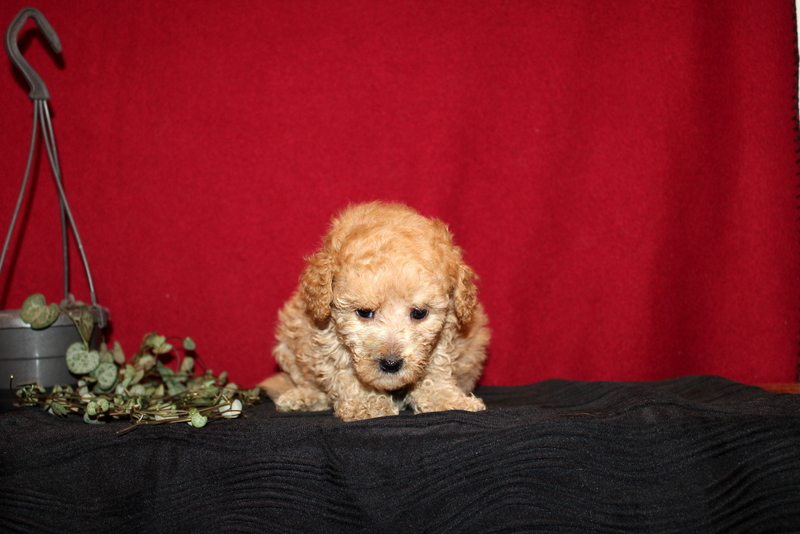 puppy, for, sale, Mini GoldenDoodle F2BB, Matthew B. Stoltzfus, dog, breeder, Gap, PA, dog-breeder, puppy-for-sale, forsale, nearby, find, puppyfind, locator, puppylocator, aca